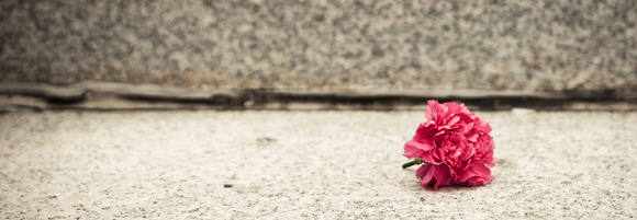Fallen Flower from Bride's Bouquet - Charleston SC Wedding Photographer